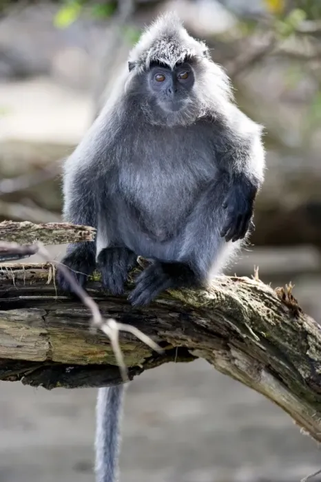 Framed Print : Silvered leaf monkey (Trachypithecus cristatus cristatus), Bako National Park, Sarawak, Borneo, Malaysia, Southeast Asia, Asia Framed Print : Silvered leaf monkey (Trachypithecus cristatus cristatus), Bako National Park, Sarawak, Borneo, Malaysia, Southeast Asia, Asia