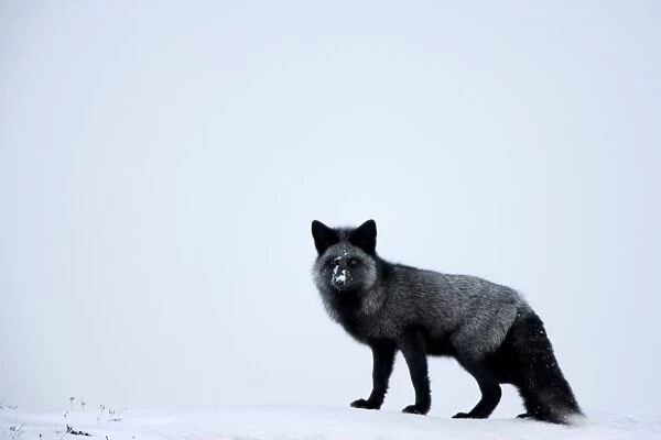 Silverfox (red fox) (Vulpes vulpes), Churchill, Hudson Bay, Manitoba, Canada