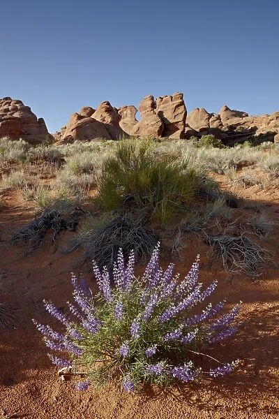 Silvery lupine (Lupinus argenteus) with red rock fins, Arches National Park