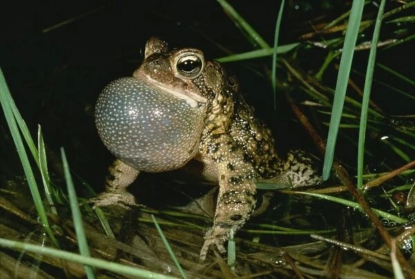 Singing American male toad, Eastern Pennsylvania, North America