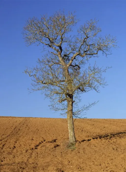 Framed Print : A single bare tree in a field near Irancy, in Burgundy, France, Europe Framed Print : A single bare tree in a field near Irancy, in Burgundy, France, Europe