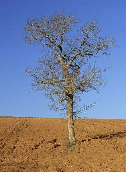 A single bare tree in a field near Irancy, in Burgundy, France, Europe