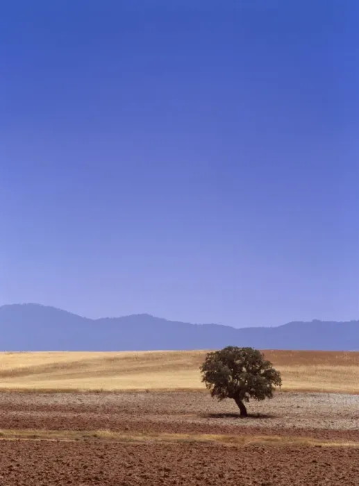 Framed Print : Single cork tree near Albacete, La Mancha, Spain, Europe Framed Print : Single cork tree near Albacete, La Mancha, Spain, Europe