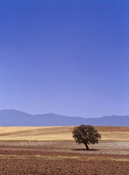 Single cork tree near Albacete, La Mancha, Spain, Europe