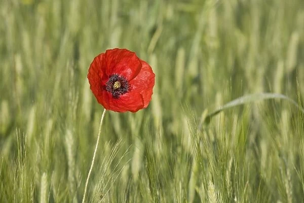 Single poppy in a grainfield, Val d Orcia, Province Siena, Tuscany, Italy, Europe
