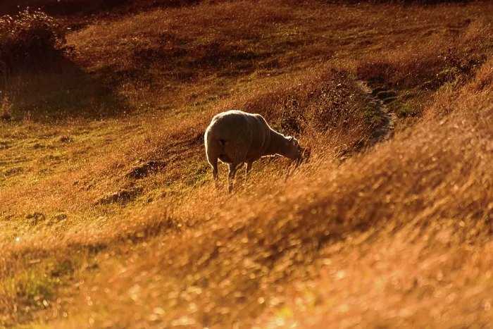 Framed Print : Single Sheep Grazing on Golden Hillside in Morning Light, New Zealand Framed Print : Single Sheep Grazing on Golden Hillside in Morning Light, New Zealand