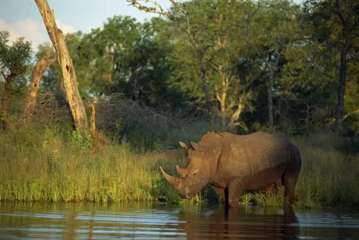 Framed Print : A single square-lipped or white rhinoceros Framed Print : A single square-lipped or white rhinoceros