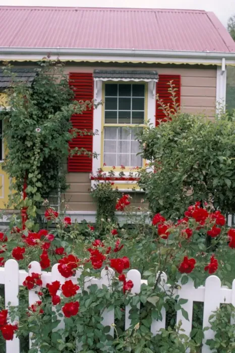 Framed Print : Single storey house and rose covered fence Framed Print : Single storey house and rose covered fence