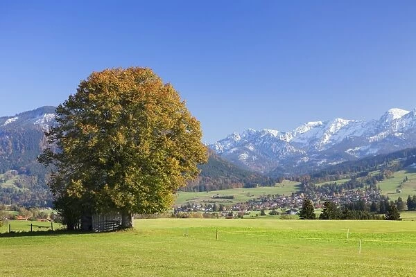 Single tree in autumn, Allgau, Bavaria, Germany, Europe