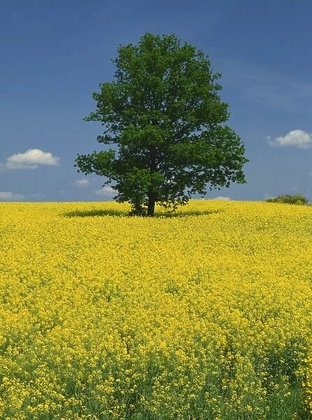 Single tree in a field of oil seed rape in flower near Pontivy in Brittany