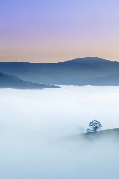 Single tree in a foggy landscape, Schauinsland Mountain, Black Forest, Baden Wurttemberg, Germany, Europe