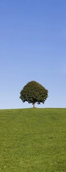 Single tree on a hill, Allgau, Swabia, Baden Wurttemberg, Germany, Europe