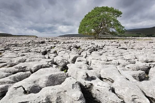 Single tree on limestone pavement, Ingleborough National Nature Reserve, Yorkshire Dales, North Yorkshire, England, United Kingdom, Europe