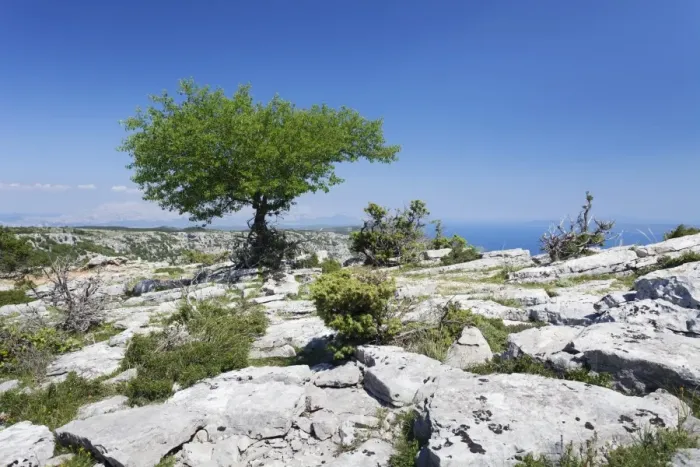 Framed Print : Single tree on a plateau, Vidova Gora, Brac Island, Dalmatia, Croatia, Europe Framed Print : Single tree on a plateau, Vidova Gora, Brac Island, Dalmatia, Croatia, Europe