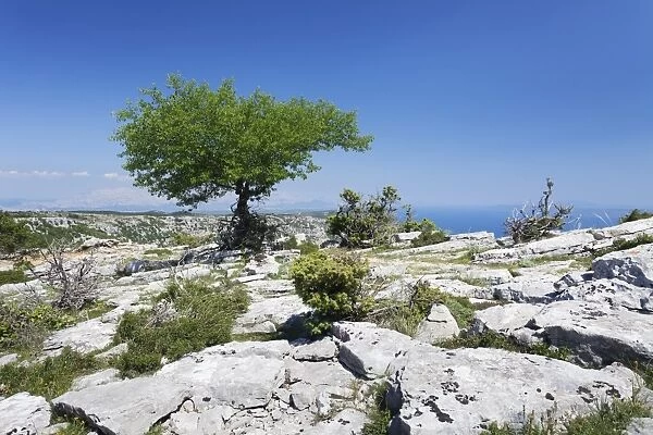 Single tree on a plateau, Vidova Gora, Brac Island, Dalmatia, Croatia, Europe