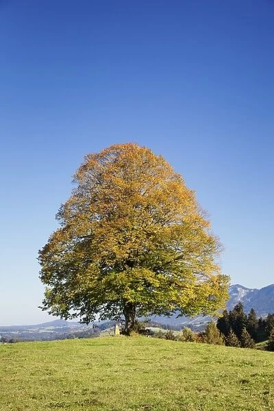 Single tree in Prealps landscape in autumn, Fussen, Ostallgau, Allgau, Allgau Alps, Bavaria, Germany, Europe