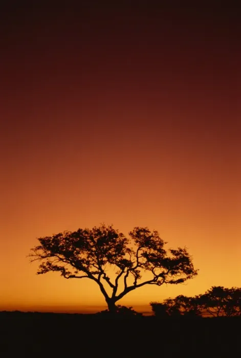 Framed Print : Single tree silhouetted against a red sunset sky in the evening Framed Print : Single tree silhouetted against a red sunset sky in the evening