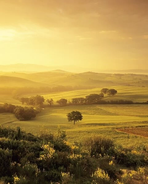 Single tree at sunrise, Orcia Valley (Val d Orcia), UNESCO World Heritage Site, Province of Siena, Tuscany, Italy, Europe