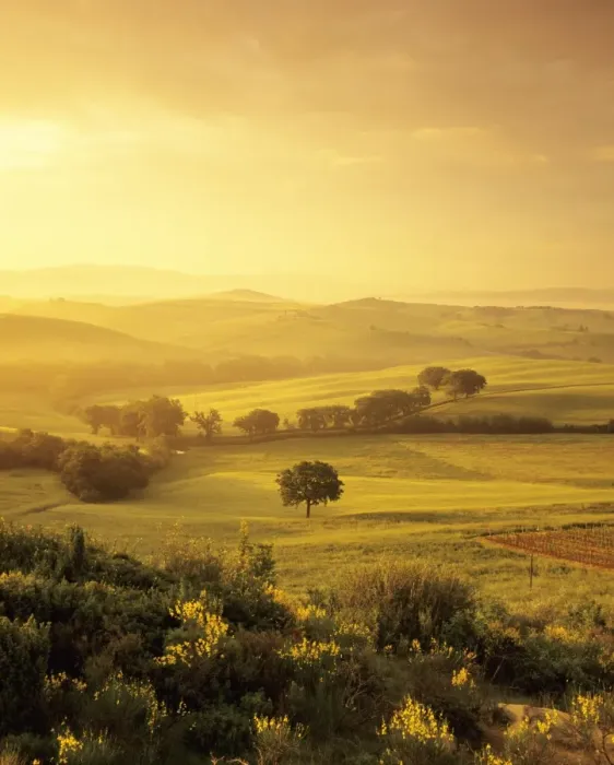 Framed Print : Single tree at sunrise, Orcia Valley (Val d Orcia), UNESCO World Heritage Site, Province of Siena, Tuscany, Italy, Europe Framed Print : Single tree at sunrise, Orcia Valley (Val d Orcia), UNESCO World Heritage Site, Province of Siena, Tuscany, Italy, Europe