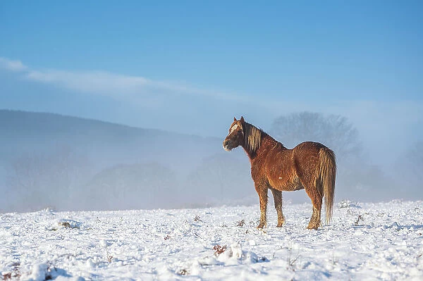 A single wild brown horse stands in a snowy landscape, United Kingdom, Europe