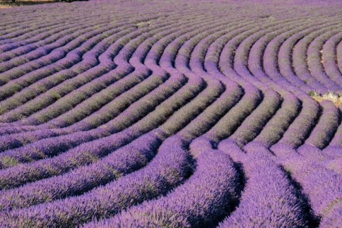 Framed Print : Sinuous lavender lines in a field, Plateau de Valensole, Provence, France, Europe Framed Print : Sinuous lavender lines in a field, Plateau de Valensole, Provence, France, Europe