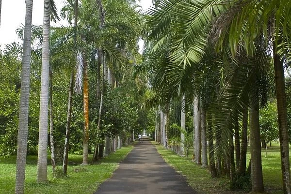 Sir Seewoosagur Ramgoolam Botanical Garden, Mauritius, Indian Ocean, Africa