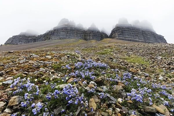 Skansen in Billefjorden, Jacobs ladder flower (Polemonium caeruleum), Spitsbergen
