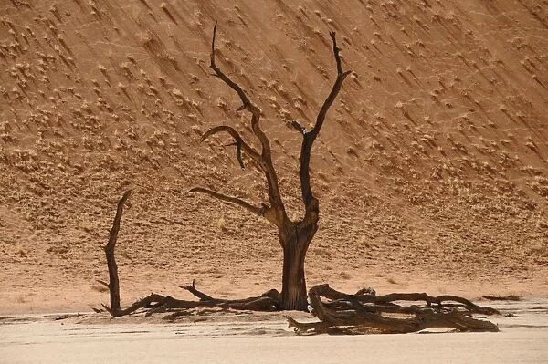 Skeleton trees, Sossusvlei (Death Valley), Namibia, Africa