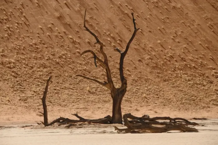 Framed Print : Skeleton trees, Sossusvlei (Death Valley), Namibia, Africa Framed Print : Skeleton trees, Sossusvlei (Death Valley), Namibia, Africa