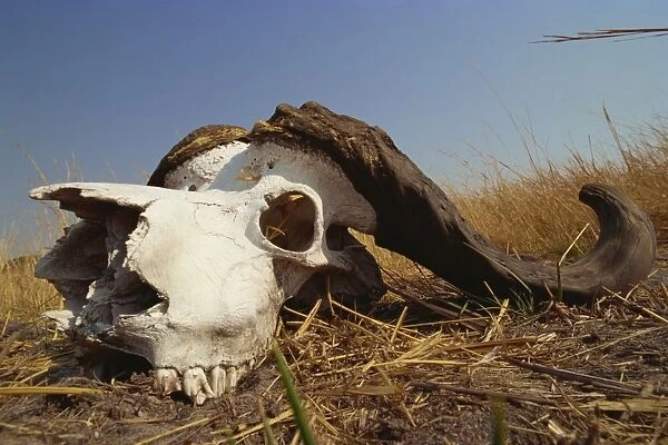 Skull of Cape buffalo (Syncerus caffer), Kruger National Park, South Africa, Africa
