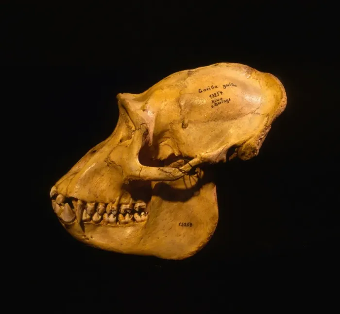 Framed Print : Skull of Mountain Gorilla (Gorilla gorilla beringei), holotype 1902, Museum fur Natuurkunde Framed Print : Skull of Mountain Gorilla (Gorilla gorilla beringei), holotype 1902, Museum fur Natuurkunde