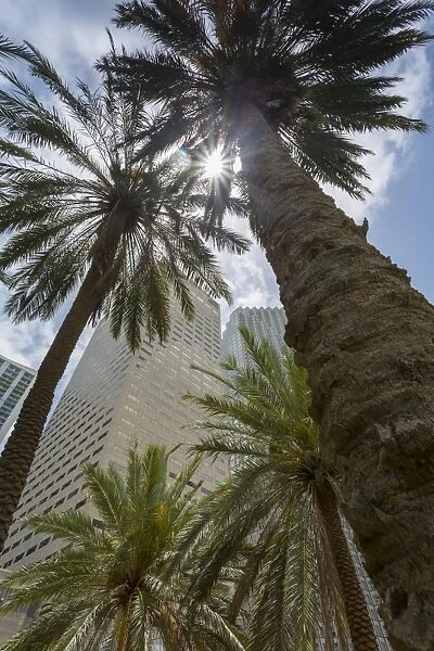 Skyscraper buildings surround Bayfront Park in Downtown Miami, Miami, Florida, United