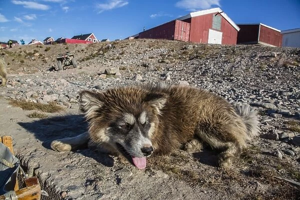 Sled dog, Inuit village, Ittoqqortoormiit, Scoresbysund, Northeast Greenland, Polar Regions