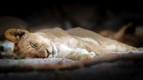 Sleeping lion cub, Chobe National Park, Botswana, Africa