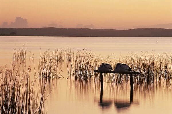 Sleeping pelicans, Lake Albert, South Australia, Australia, Pacific