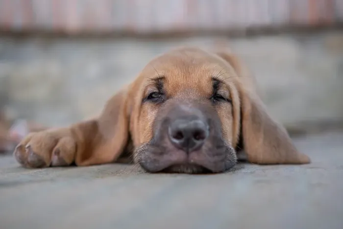 Framed Print : Sleepy Broholmer dog breed puppy laying on the ground, Italy, Europe Framed Print : Sleepy Broholmer dog breed puppy laying on the ground, Italy, Europe