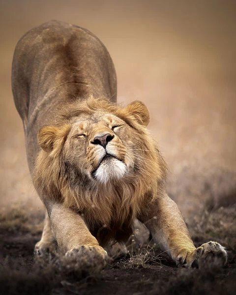 Sleepy male lion stretching in the Masai Mara, Kenya, Africa