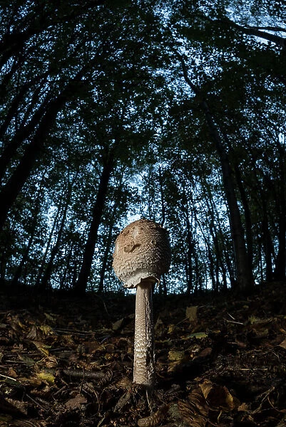 Slender parasol (Macrolepiota mastoidea) mushroom, early stage, growing in beech wood, United Kingdom, Europe
