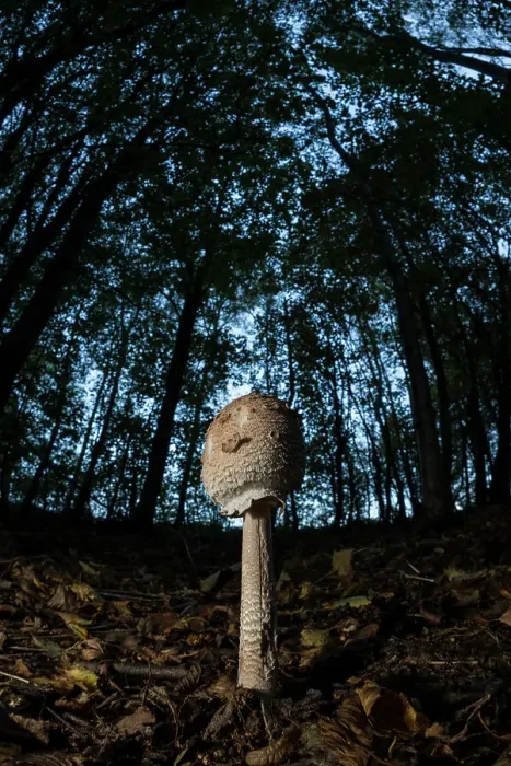Framed Print : Slender parasol (Macrolepiota mastoidea) mushroom, early stage, growing in beech wood, United Kingdom, Europe Framed Print : Slender parasol (Macrolepiota mastoidea) mushroom, early stage, growing in beech wood, United Kingdom, Europe