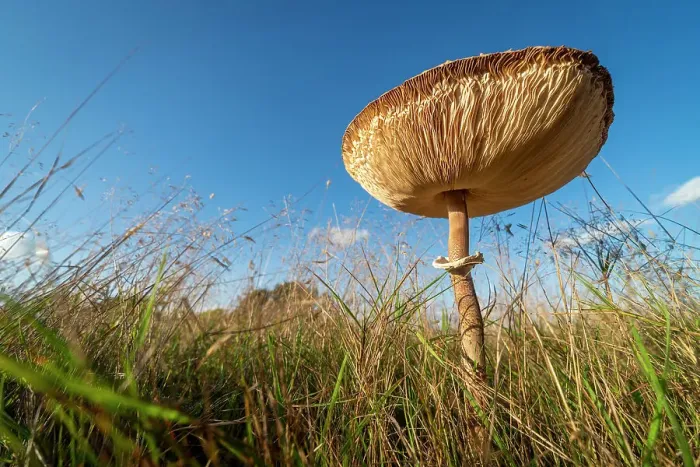 Framed Print : Slender parasol mushroom (Macrolepiota mastoidea) growing on grassland, United Kingdom, Europe Framed Print : Slender parasol mushroom (Macrolepiota mastoidea) growing on grassland, United Kingdom, Europe
