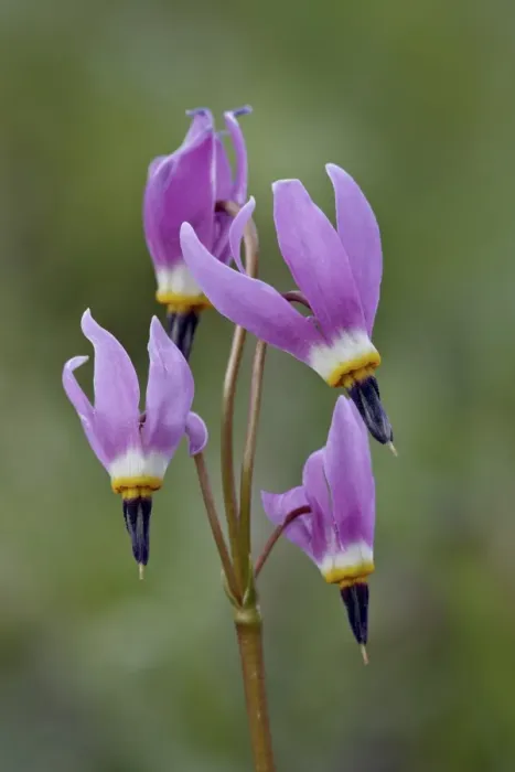 Framed Print : Slimpod shooting star (Dodecatheon conjugens), Yellowstone National Park, Wyoming, United States of America, North America Framed Print : Slimpod shooting star (Dodecatheon conjugens), Yellowstone National Park, Wyoming, United States of America, North America