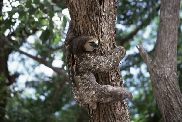 A sloth bear in a tree
