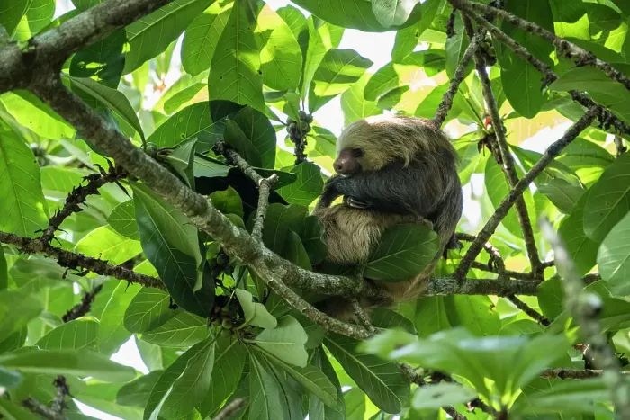 Framed Print : Sloth in tree, Sarapiqu, Costa Rica, Central America