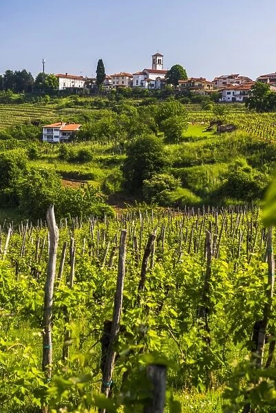 Slovenia countryside and vineyards and the hill top town of Medana, Goriska Brda (Gorizia Hills), Slovenia, Europe
