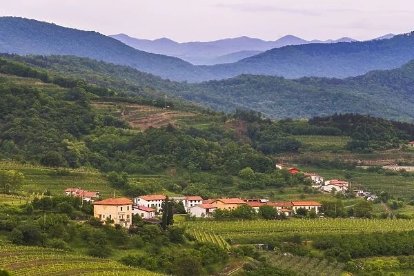 Slovenia wine region countryside, Goriska Brda (Gorizia Hills), Slovenia, Europe