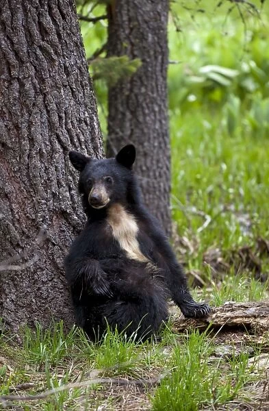Small American black bear (Ursus americanus) with rare white chest markings