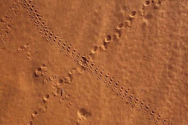 Small animal tracks in sand, Tok Tokkie trail, NamibRand nature reserve, Namibia, Africa