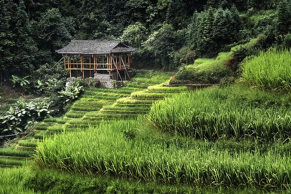 Small bamboo house in the Longsheng rice terraces, Guangxi, China, Asia