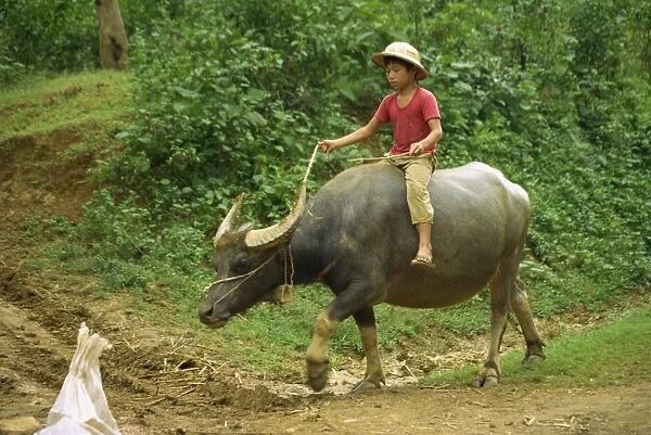 Small boy riding a water buffalo at Mai Chau