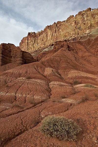 Small bush in the wash near a sandstone butte, Capitol Reef National Park, Utah, United States of America, North America